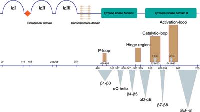 Signaling Pathway and Small-Molecule Drug Discovery of FGFR: A Comprehensive Review